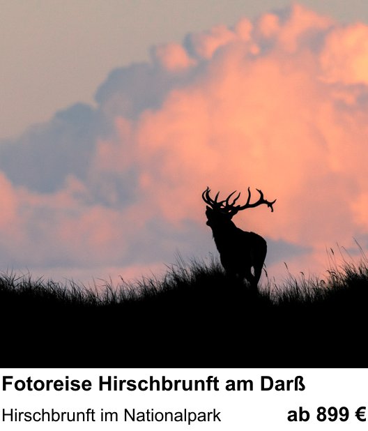Einsteigerfreundlicher Fotokurs: Fotoreise Hirschbrunft am Darß – Hirschbrunft im Nationalpark