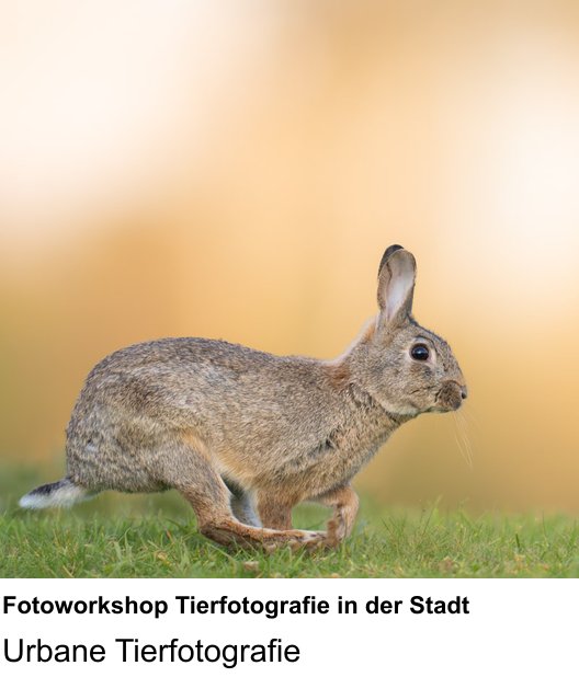 Bessere Fotos in Karlsruhe: Fotoworkshop Tierfotografie in der Stadt praxisnah lernen