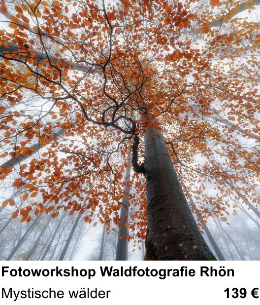 Einsteigerfreundlicher Fotokurs: Fotoworkshop Waldfotografie Rhön – Mystische wälder