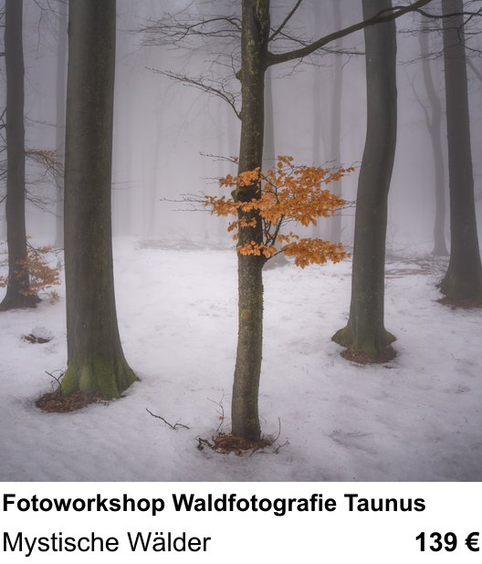 Einsteigerfreundlicher Fotokurs: Fotoworkshop Waldfotografie Taunus – Mystische Wälder