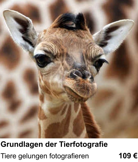 Bessere Fotos in Karlsruhe: Grundlagen der Tierfotografie praxisnah lernen