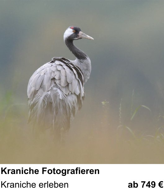 Einsteigerfreundlicher Fotokurs: Kraniche Fotografieren – Kraniche erleben