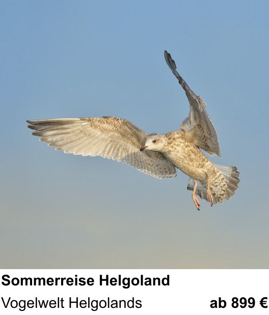 Einsteigerfreundlicher Fotokurs: Sommerreise Helgoland – Vogelwelt Helgolands
