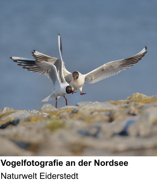 Einsteigerfreundlicher Fotokurs: Vogelfotografie an der Nordsee – Naturwelt Eiderstedt
