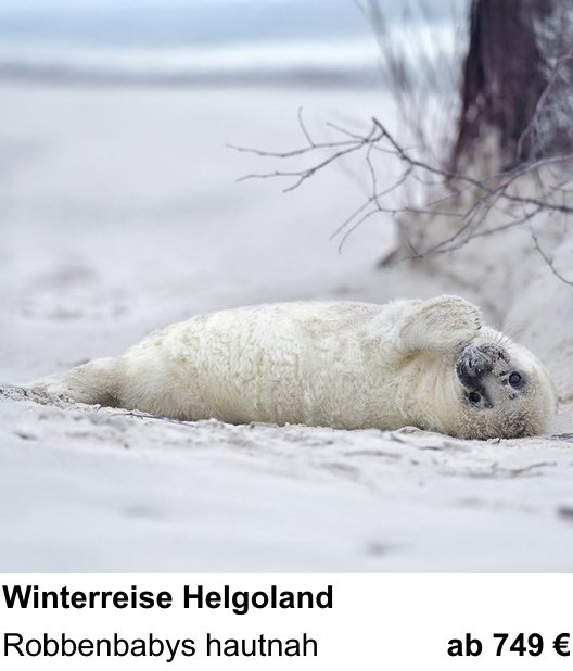 Einsteigerfreundlicher Fotokurs: Naturfotografie auf Helgoland im Winter – Robbenbabys hautnah