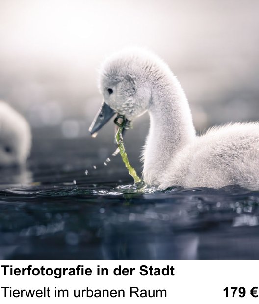 Bessere Fotos in Karlsruhe: Tierfotografie in der Stadt praxisnah lernen