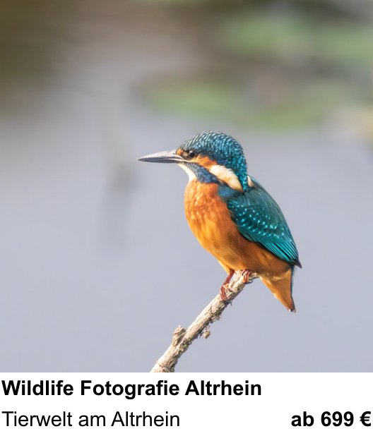 Einsteigerfreundlicher Fotokurs: Wildlife Fotografie Altrhein – Tierwelt am Altrhein